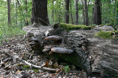 Hongos Que Crecen En El Tronco De Un Rbol En El Bosque Foto Premium