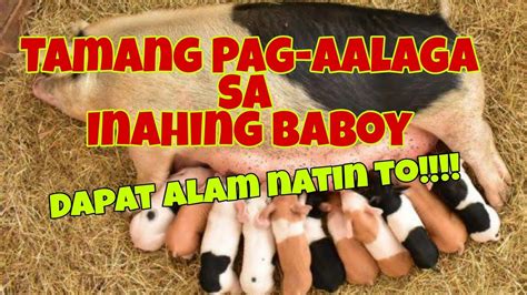 Paano Ba Ang Pag Aalaga Ng Inahing Baboy Tamang Pagpapakain YouTube