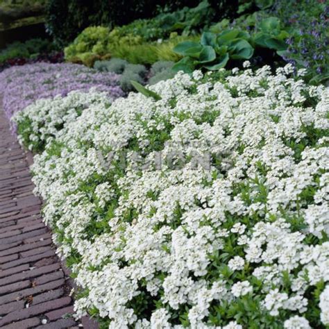 IBERIS SEMPERVIRENS SNOWFLAKE 100 Seeds Perennial Etsy