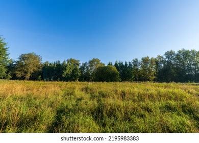 Large Forest Clearing Classic Late Summer Stock Photo