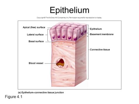 Lecture Epithelium Flashcards Quizlet