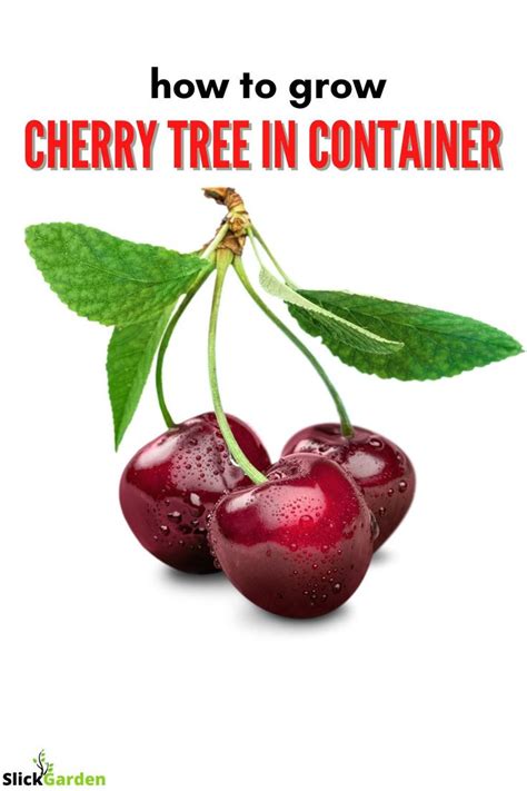 How To Grow Cherry Tree In Container How To Grow Cherries Flavored