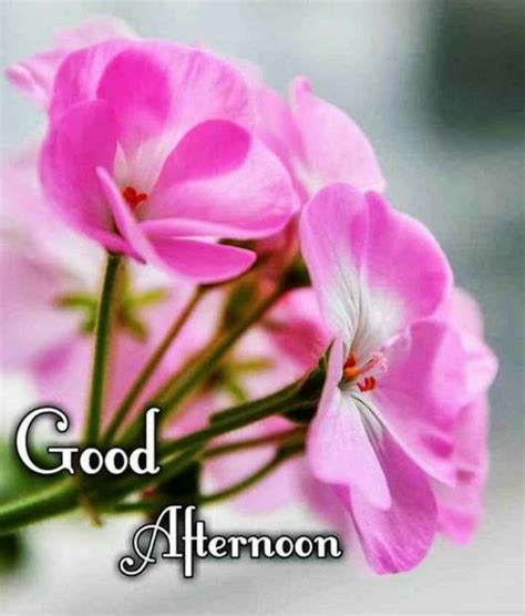 Good Afternoon Images Hd Good Afternoon Wallpaper Good Afternoon