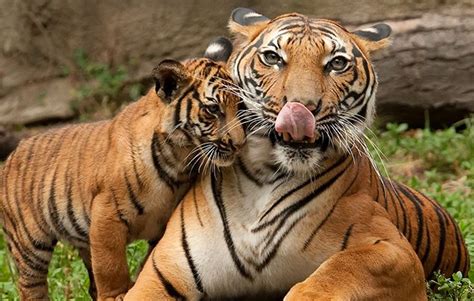 10 Unusual Tiger Facts Facts About Tigers