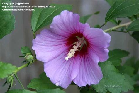 Plantfiles Pictures Rose Of Sharon Shrub Althea Minerva Hibiscus