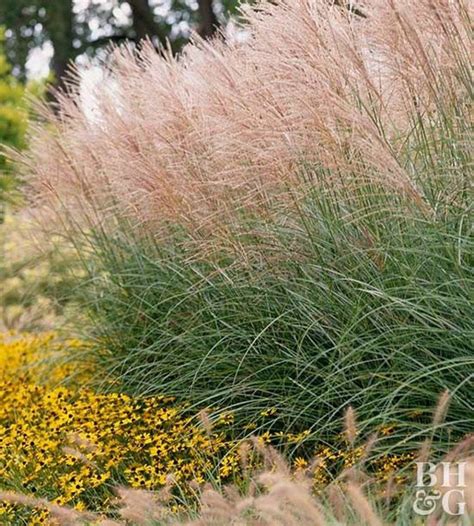 Amazing Evergreen Grasses Landscaping Ideas19 Grasses Landscaping Ornamental Grasses Grasses