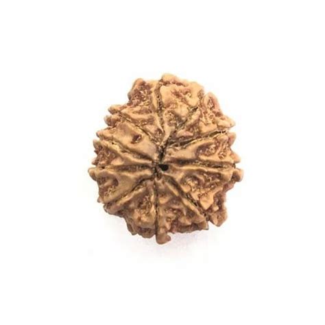 Natural 11 Mukhi Rudraksha Nepal Packaging Type Box Size 2533mm At