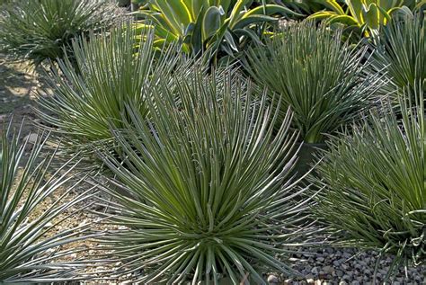 Cuidado Del Agave Geminiflora Todo Lo Que Debes Saber