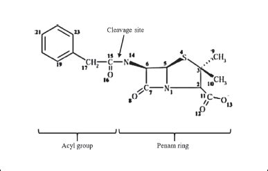 Site Directed Mutagenesis Of Recombinant Penicillin G Acylase From