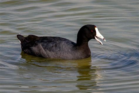 Coot Symbolism Meaning Totem Spirit Omens World Birds