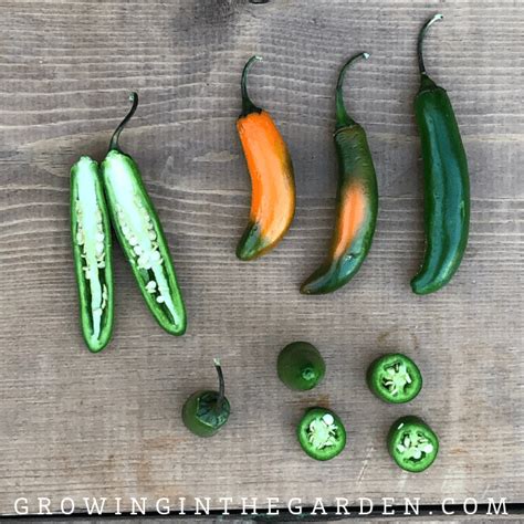 Types of Peppers - Pepper Varieties | Growing In The Garden Hatch Chili Peppers, Fresno Peppers ...