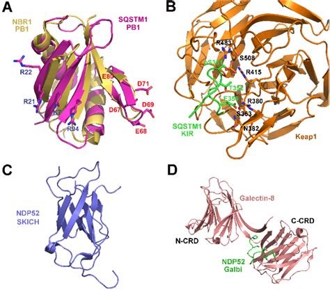 Structures Of Ubiquitin Independent Binding Domains In Autophagy Download Scientific Diagram