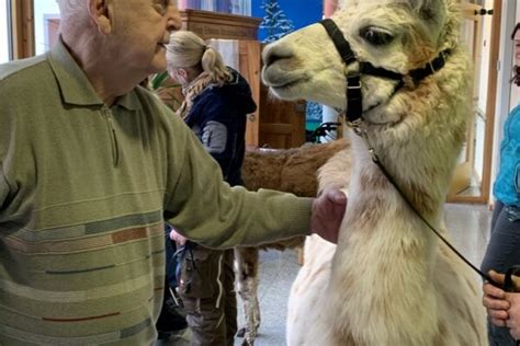 Lamas Und Alpakas F R Das Seniorenheim Buchen Orenda Ranch Institut