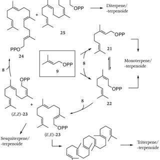 Abb 1 1 4 Enzymatischer Aufbau Langkettiger Prenylpyrophosphate Als