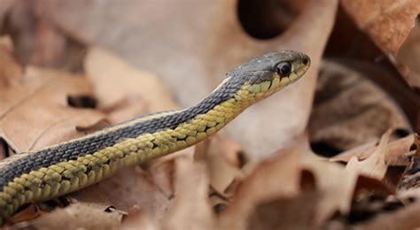 Art Lander S Outdoors The Eastern Garter Snake Is A Common Visitor In