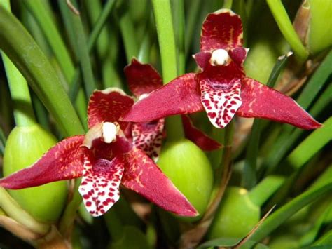 Orhidee Maxillaria Tenuifolia Caracteristici Si Instructiuni De Ingrijire