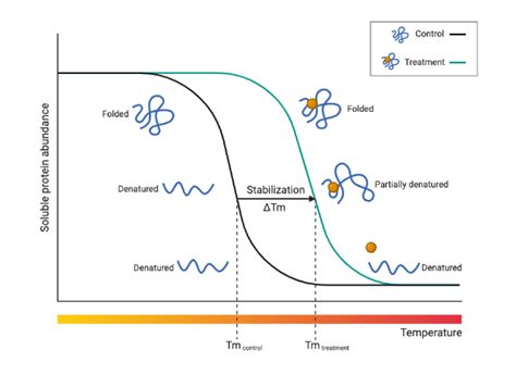Thermal Shift Assay Principle Biorender Science Templates