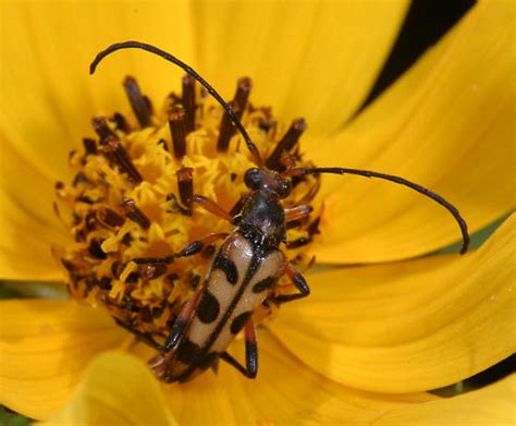 Six Spotted Flower Strangalia Strangalia Sexnotata Bugguidenet