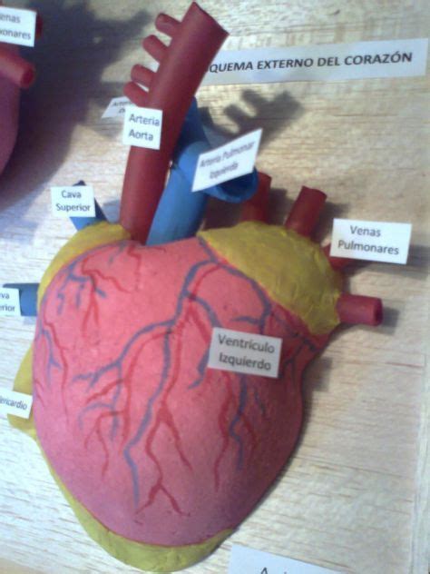 Maquetas y arte Esquema interno y externo del corazón Corazon