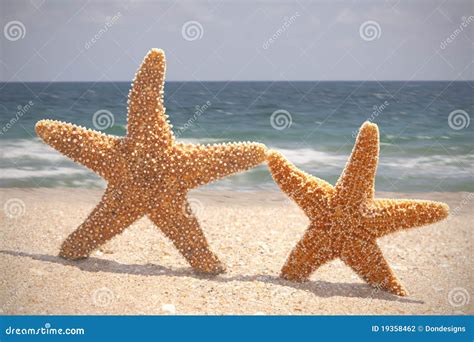 Starfish On The Beach Stock Photography Image 19358462