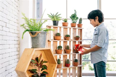 Consejos F Ciles Para El Cuidado De Tus Plantas En Casa Sensaci N