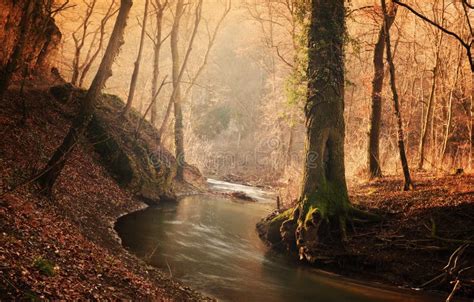 Flowing Stream in Autumn Forest Stock Image - Image of landscape, trees ...