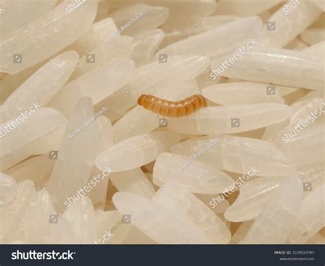 Close Larva Red Flour Beetle Tribolium Stock Photo 2129523767