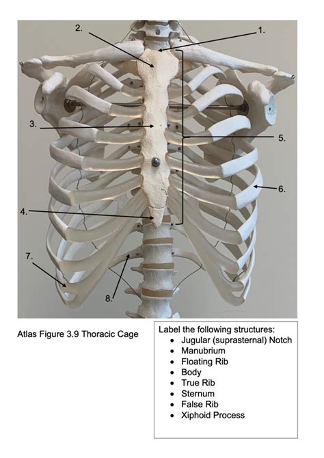 Thoracic Cage Diagram Quizlet