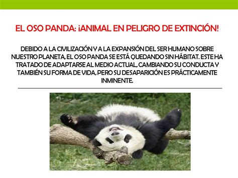 Oso Panda Origen Características Alimentación Hábitat Y Más