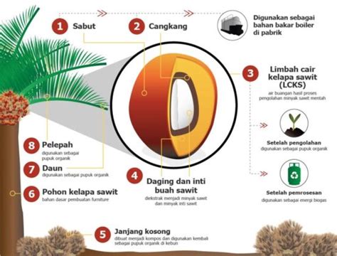 Proses Panen Kelapa Sawit Di Lahan Gambut Youtube Riset