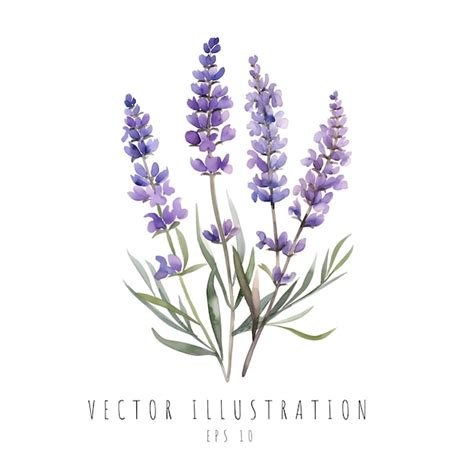 Flores de lavanda aquarela isolada em fundo branco Ilustração vetorial