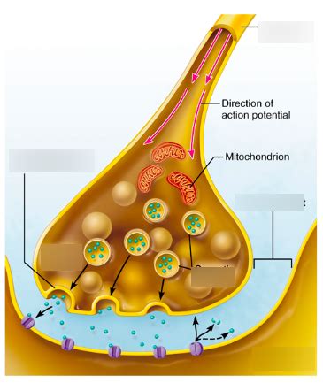 Synapse labeling Diagram | Quizlet