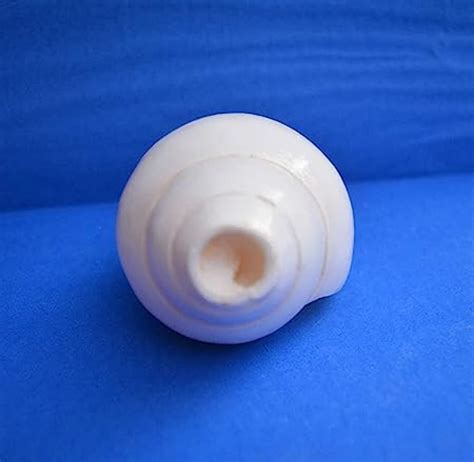 Handmade Natural White Loud Blowing Shankh For Pooja Vamavarti Shankh