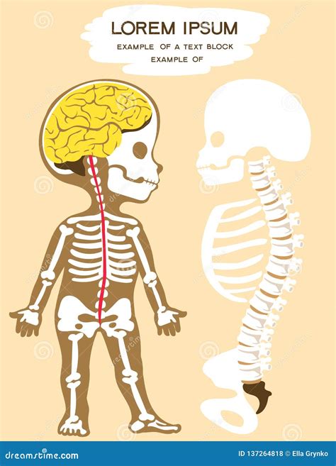 Anatomy Stock Vector Illustration Of Cartoon Person 137264818