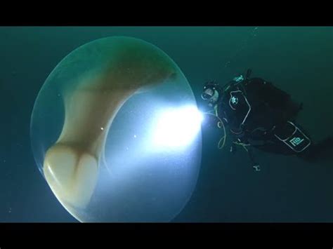 Divers Find Giant Squid Egg YouTube