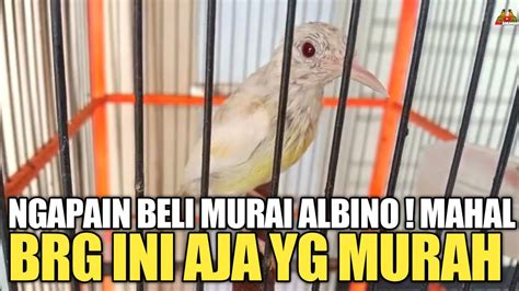 NGAPAIN BELI MURAI ALBINO MAHAL BURUNG INI AJA YANG MURAH YouTube