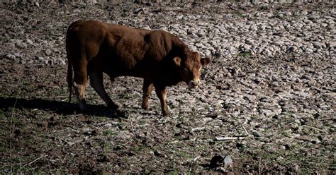 La Nación La sequía se agrava en Cataluña