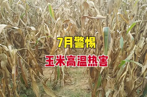 种植玉米7月警惕高温热害：玉米开花灌浆受阻，该如何提前预防？腾讯新闻