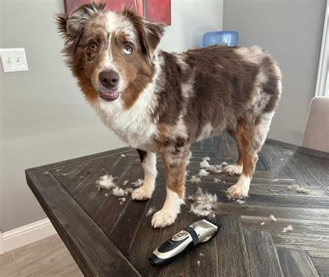 Australian Shepherd Grooming Guide: Coat Care Tips for Aussies