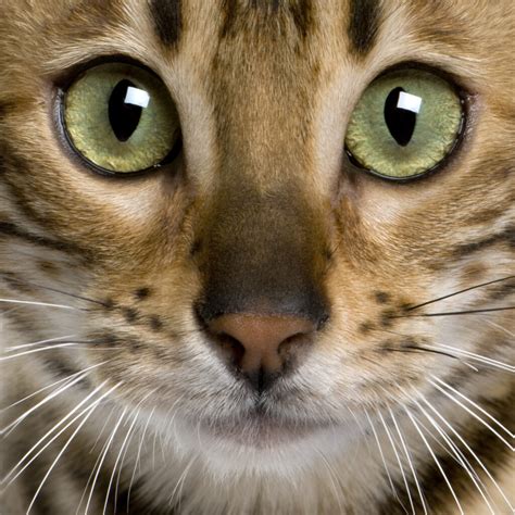 What Color Of Eyes Do Bengal Cats Have