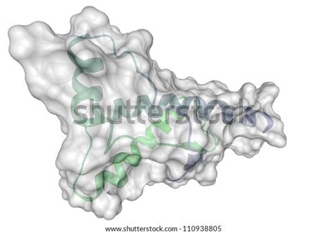 Human Prion Protein Molecule Hprp Chemical Stock Illustration 110938805 Shutterstock