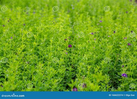 Alfalfa Medicago Sativa Also Called Lucerne Is A Perennial Flowering