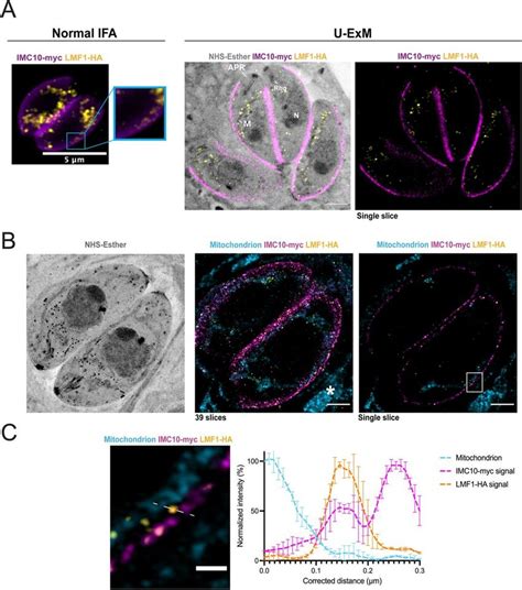 Expansion Microscopy Shows Colocalization Between Imc And Lmf A