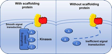 Iq Motif Containing Gtpase Activating Proteins Iqgaps A Kinase