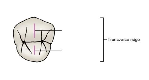 Occlusal View Max 1st Premolar Diagram Quizlet