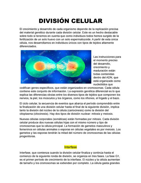 Divisi N Celular Divisi N Celular El Crecimiento Y Desarrollo De Cada