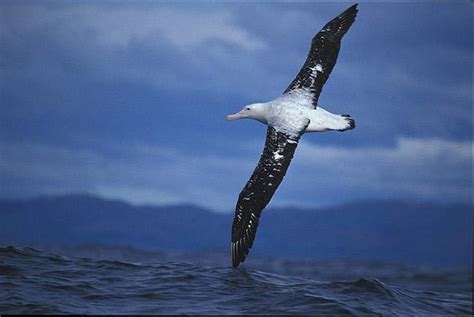 Penas de Albatroz medem a poluição do ar – HypeScience