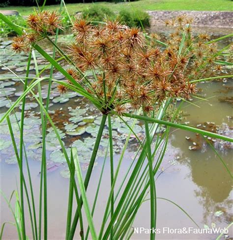 Nparks Cyperus Compactus