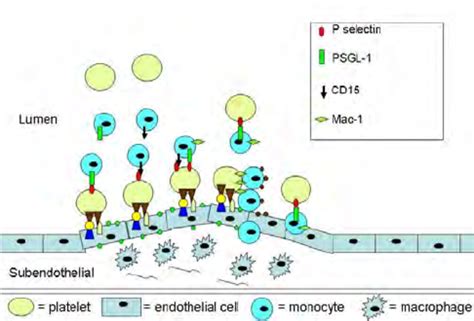 Activated Platelets Recruit Monocytes Via Platelet P Selectin Binding Download Scientific