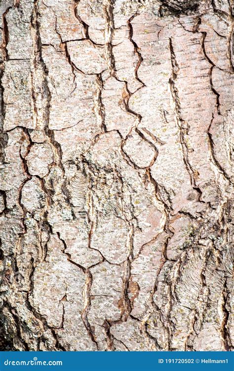 Bark of European Alder stock photo. Image of clay, closeup - 191720502